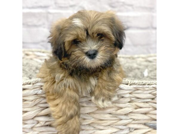 Lhasa Apso DOG Male Grizzle 15156 Petland Chillicothe, Ohio