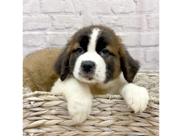 Saint Bernard DOG Female Sable & White 15153 Petland Chillicothe, Ohio