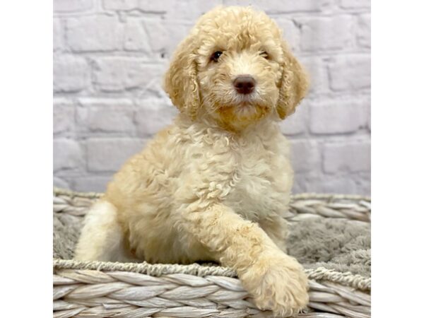 ST Poodle DOG Female Red 15152 Petland Chillicothe, Ohio