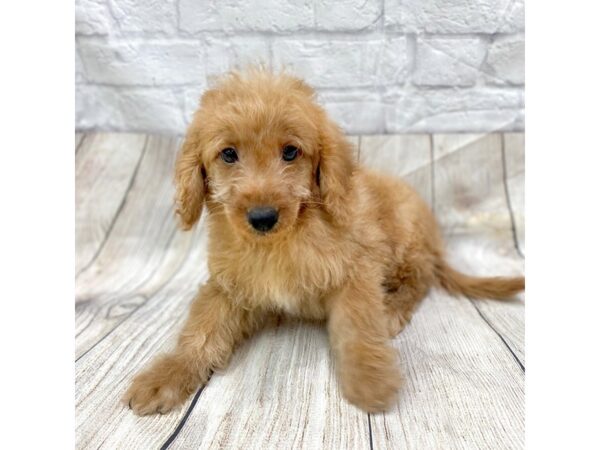 Goldendoodle Mini 2nd Gen DOG Male Red 15230 Petland Chillicothe, Ohio