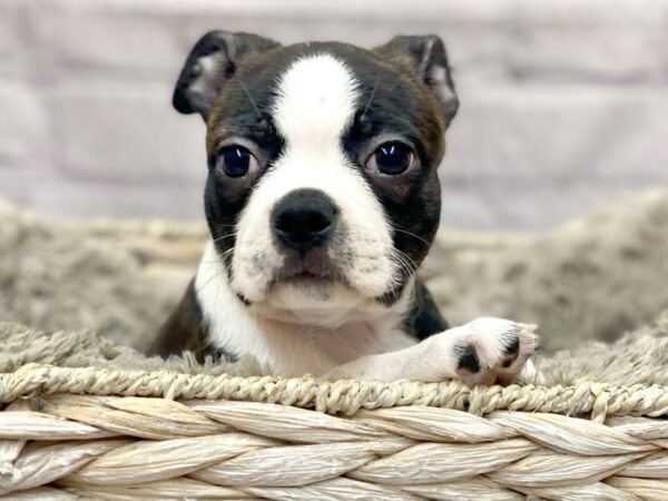 Boston Terrier DOG Female BLACK WHITE 15163 Petland Chillicothe, Ohio