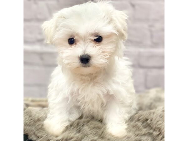 Maltese DOG Female White 15165 Petland Chillicothe, Ohio