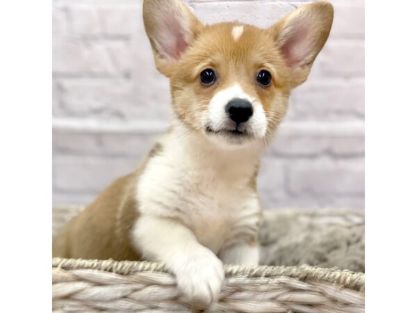 Pembroke Welsh Corgi DOG Female Sable / White 15166 Petland Chillicothe, Ohio