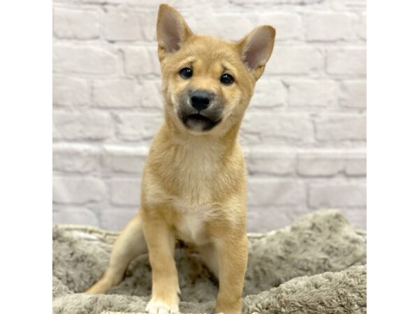 Shiba Inu DOG Female Red Sesame 15167 Petland Chillicothe, Ohio