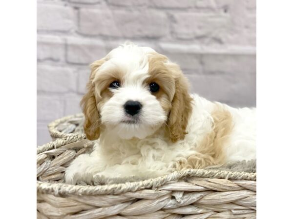 Cavapoo DOG Male Red / White 15169 Petland Chillicothe, Ohio