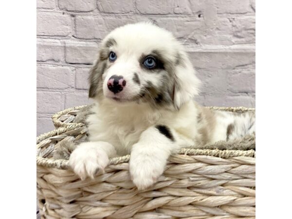 Australian Shepherd DOG Female Blue Merle 15170 Petland Chillicothe, Ohio