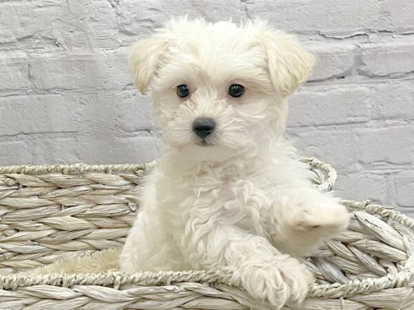 Maltese DOG Male WH 15188 Petland Chillicothe, Ohio