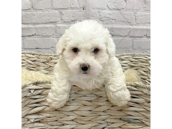 Bichon Frise DOG Male WH 15187 Petland Chillicothe, Ohio