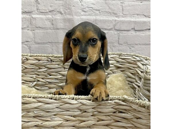 Beagle DOG Male Black Tan / White 15183 Petland Chillicothe, Ohio