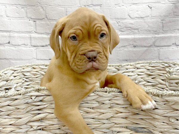 Dogue De Bordeaux-DOG-Female-Red-15181-Petland Chillicothe, Ohio