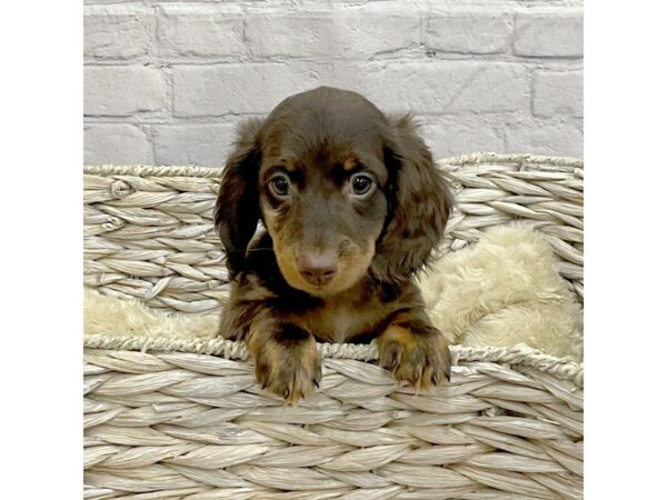 Dachshund DOG Male Chocolate / Tan 15176 Petland Chillicothe, Ohio