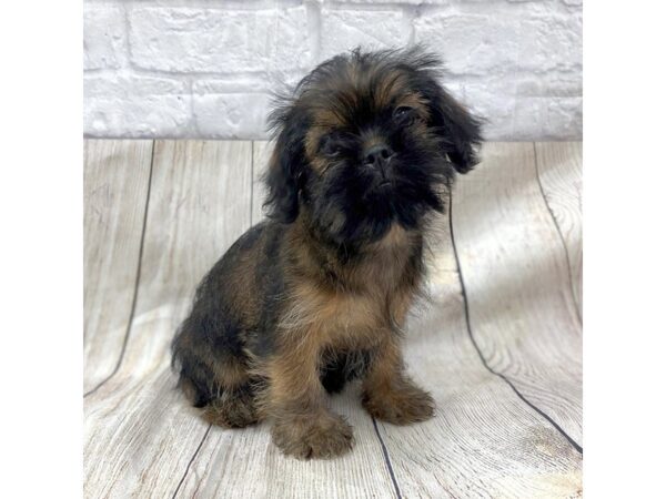 Shiffon-DOG-Female-Belge-15229-Petland Chillicothe, Ohio