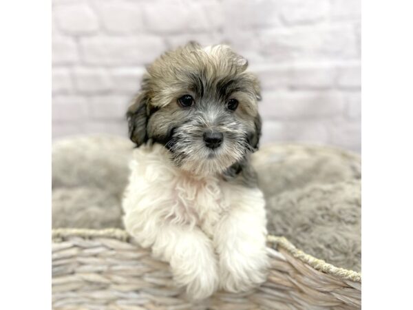 Havanese DOG Male BLK WH 15200 Petland Chillicothe, Ohio