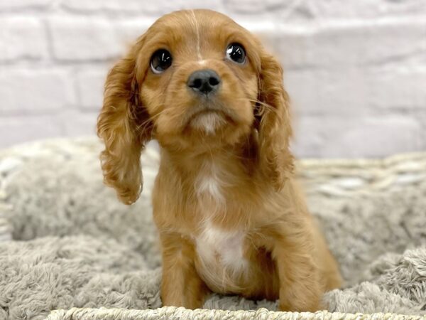 Cavalier King Charles Spaniel DOG Male RED 15199 Petland Chillicothe, Ohio