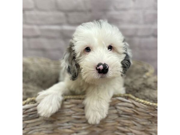 Sheepadoodle Mini DOG Male Blue Merle / White 15195 Petland Chillicothe, Ohio