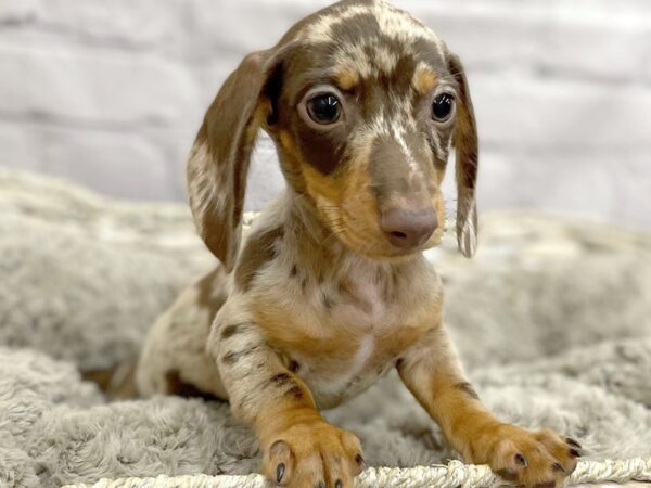 Dachshund DOG Male Chocolate / Tan 15194 Petland Chillicothe, Ohio