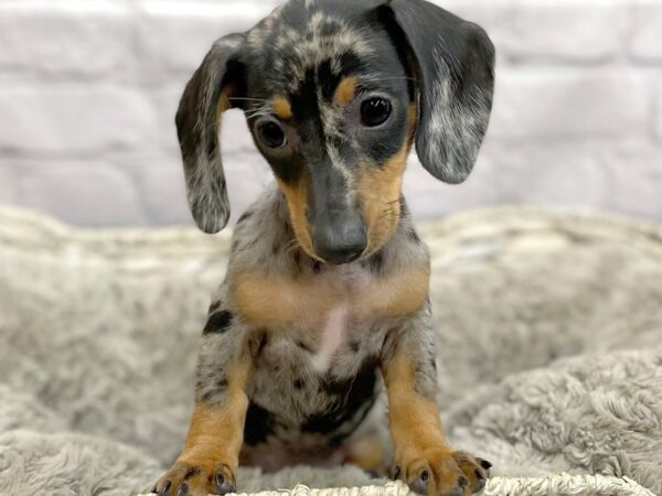 Dachshund DOG Female Black / Tan 15193 Petland Chillicothe, Ohio