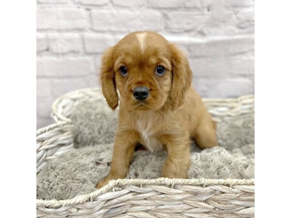 Cavalier King Charles Spaniel DOG Male Ruby 15192 Petland Chillicothe, Ohio