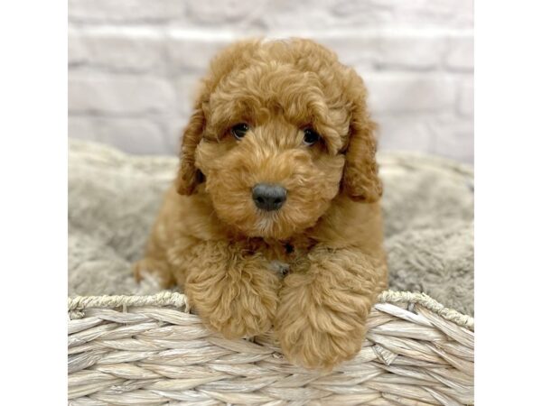 Goldendoodle Mini 2nd Gen DOG Male Red 15191 Petland Chillicothe, Ohio