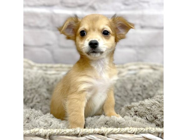 Chihuahua DOG Female Fawn Sable 15189 Petland Chillicothe, Ohio