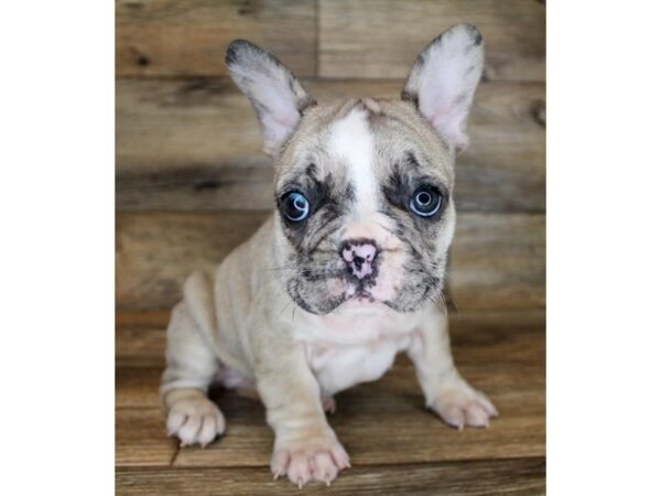French Bulldog DOG Male Fawn Merle 15203 Petland Chillicothe, Ohio