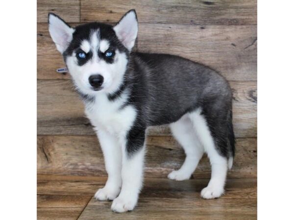 Siberian Husky DOG Female Black / White 15208 Petland Chillicothe, Ohio