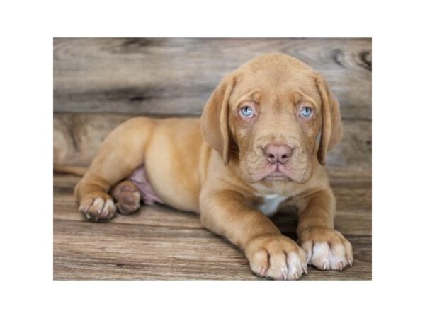 Dogue de Bordeaux DOG Male Red 15210 Petland Chillicothe, Ohio