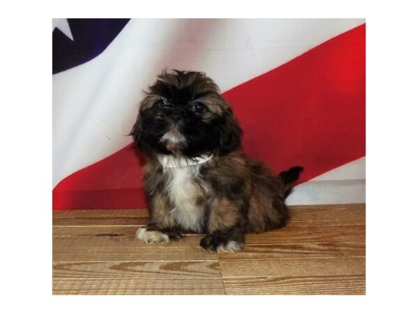 Shih Tzu DOG Male Sable 15207 Petland Chillicothe, Ohio