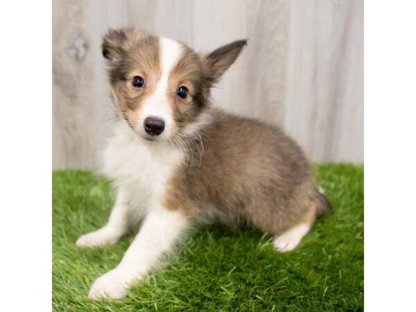 Shetland Sheepdog DOG Male Sable / White 15206 Petland Chillicothe, Ohio