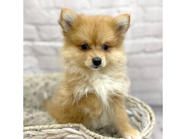 Pomeranian DOG Female Red Sable 15204 Petland Chillicothe, Ohio