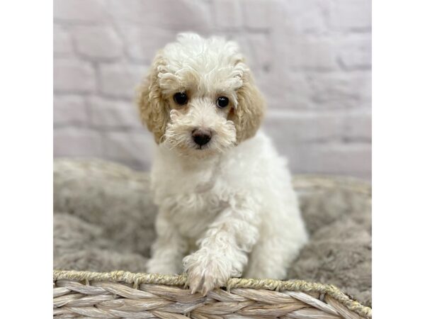 Poodle DOG Male Apricot 15205 Petland Chillicothe, Ohio