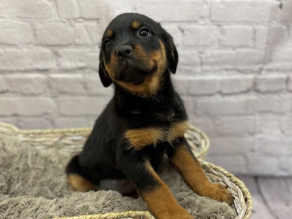 Rottweiler DOG Female Black & Tan 15214 Petland Chillicothe, Ohio