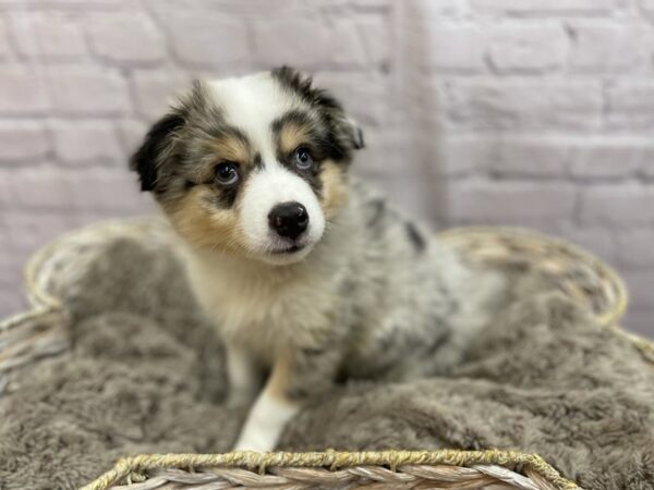 Aussie Mo DOG Male Blue Merle 15215 Petland Chillicothe, Ohio