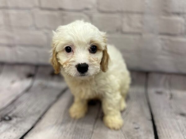 Cava Chon-DOG-Male-BLENHEIM-15216-Petland Chillicothe, Ohio