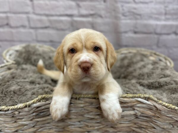 Mini Hippo DOG Female CHOC 15217 Petland Chillicothe, Ohio