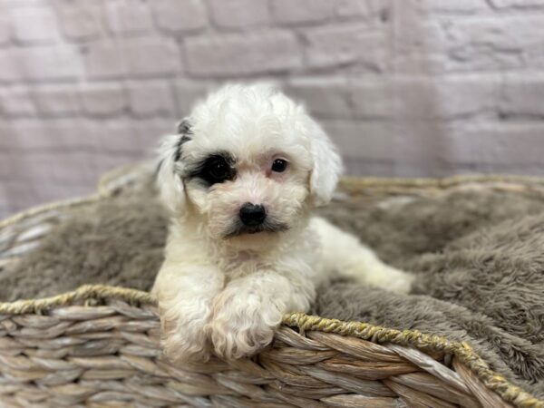 Daisy Dog DOG Male BROWN WHITE 15218 Petland Chillicothe, Ohio