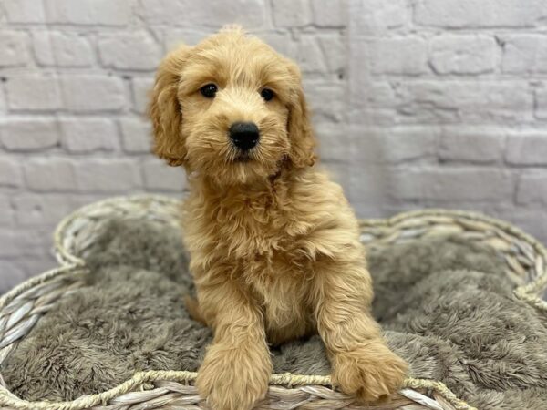 Goldendoodle Mini-DOG-Male-Golden-15220-Petland Chillicothe, Ohio
