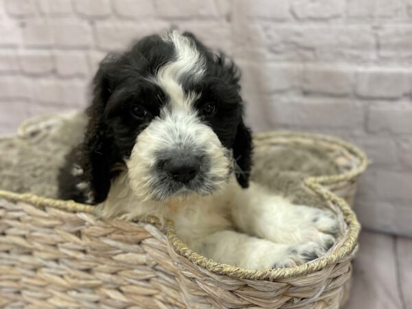 Poodle/Saint Bernard DOG Male Black / White 15221 Petland Chillicothe, Ohio