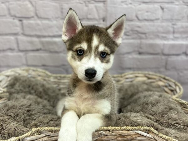 Pomsky DOG Male Sable 15222 Petland Chillicothe, Ohio