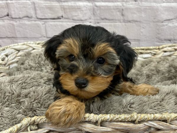 Yorkie Poo DOG Female black and tan 15231 Petland Chillicothe, Ohio