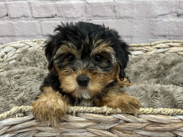 Yorkie Poo-DOG-Female-black and tan-15232-Petland Chillicothe, Ohio