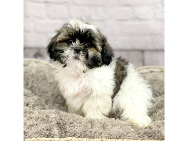 Shih Tzu DOG Female Black 15233 Petland Chillicothe, Ohio