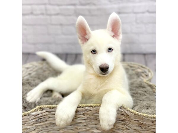 Siberian Husky DOG Male White 15234 Petland Chillicothe, Ohio