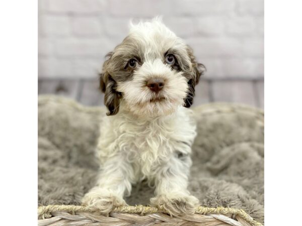 Cock A Poo-DOG-Male-Chocolate Merle-15236-Petland Chillicothe, Ohio