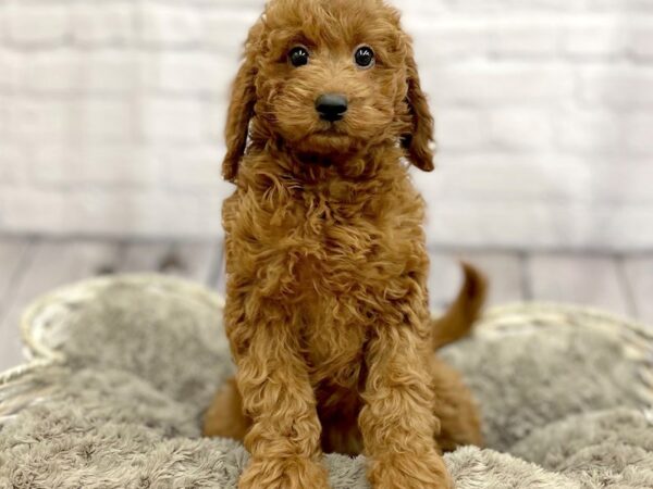 Irishdoodle Mini DOG Female Red 15237 Petland Chillicothe, Ohio