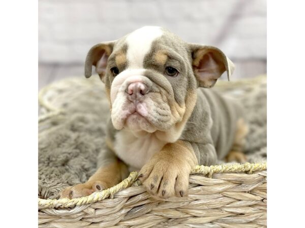 English Bulldog DOG Male Lilac Tri 15238 Petland Chillicothe, Ohio