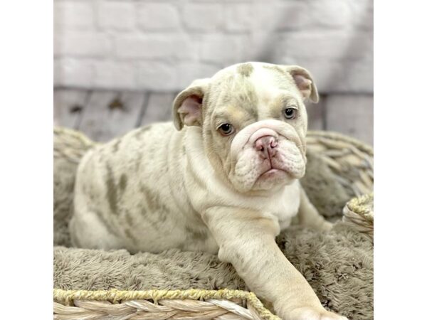 English Bulldog-DOG-Male-Lilac Merle-15239-Petland Chillicothe, Ohio