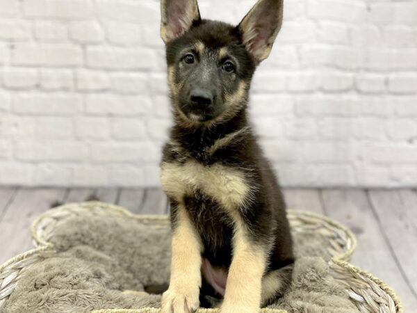 German Shepherd-DOG-Female-Black & Tan-15240-Petland Chillicothe, Ohio