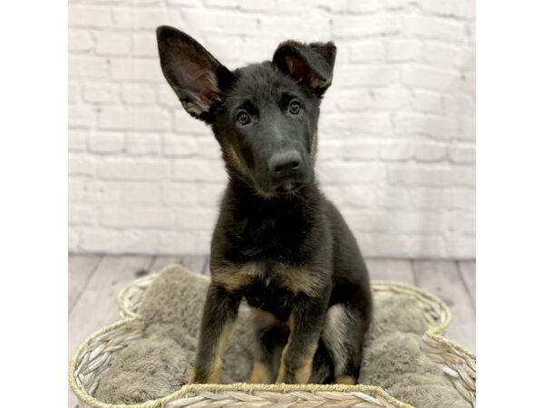 German Shepherd DOG Male Black & Tan 15241 Petland Chillicothe, Ohio