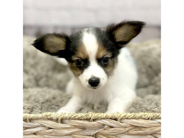 Papillon DOG Female SABLW WH 15243 Petland Chillicothe, Ohio